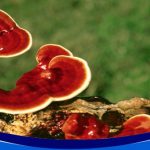 نقش دستگاه رطوبت ساز در پرورش قارچ گانودرما