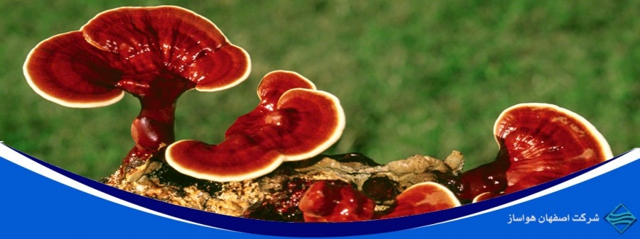نقش دستگاه رطوبت ساز در پرورش قارچ گانودرما